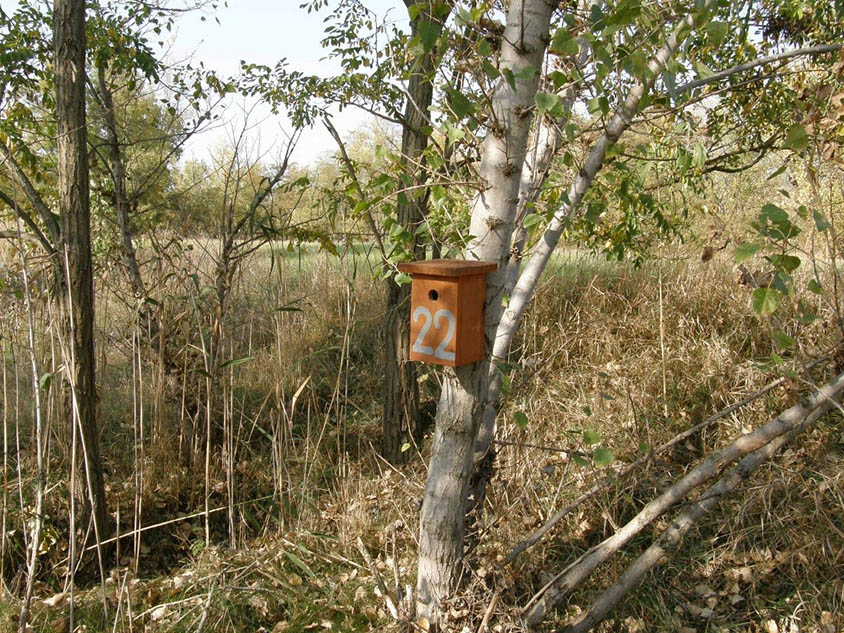 1. kép